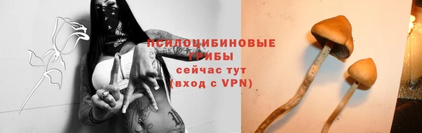 стаф Дмитровск