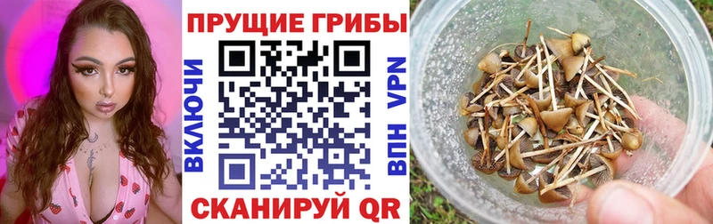 Галлюциногенные грибы мицелий купить наркотик Облучье